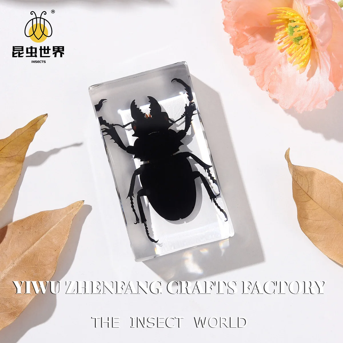 Prosopocoilus Dorcus Titanus Lucanus Aegus Odontolabis Lucanid подлинный образец насекомых: уникальное