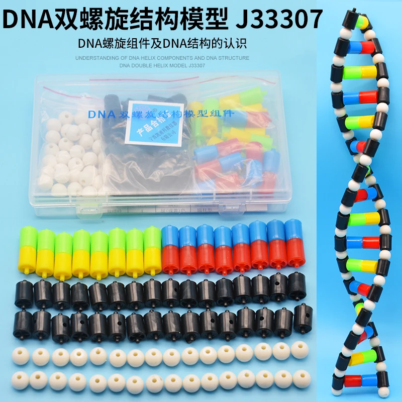 DNA model DNA double helix structure model assembly DNA