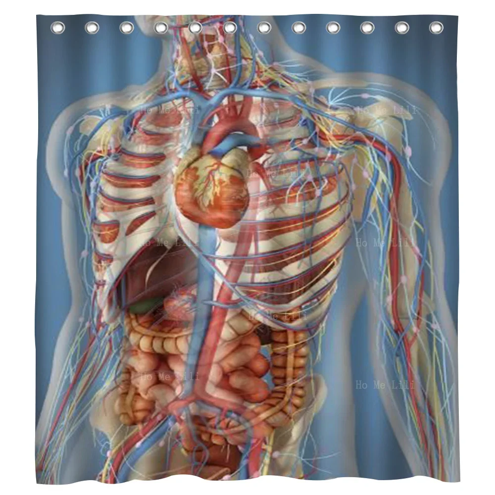 Прозрачное тело показывает сердечко и основное расположение а также