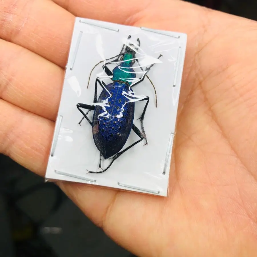 

Rare royal blue footnail specimen Carabidae real insect beetle specimen collection art living room decoration home decoration