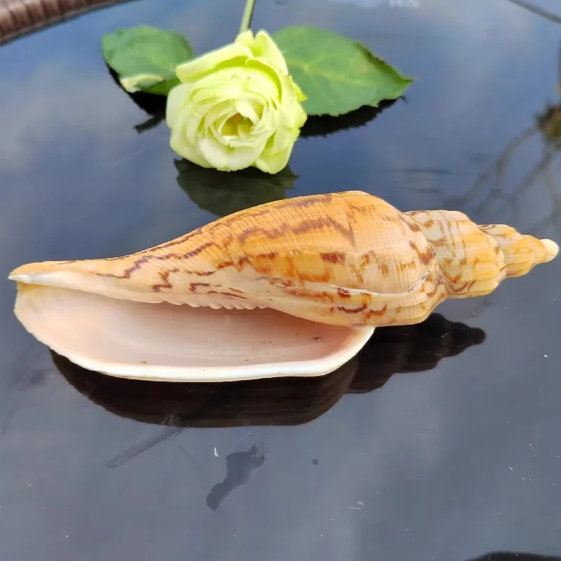 Скрученные натуральные раковины коллекция образцов аквариума ландшафт