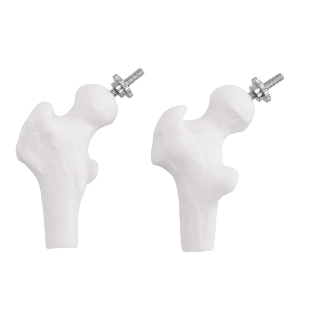 45 см с тазовой анатомии человека модель позвоночника спинномозговая колонна