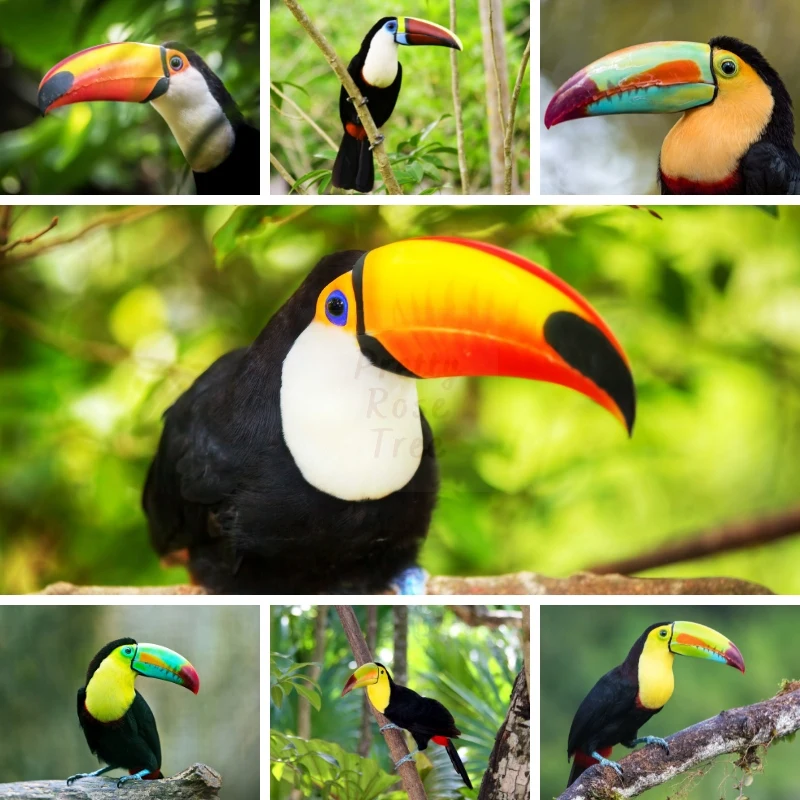 

2022 5D Toucan Diamond Painting Art Bright Lovely Birds Brazil South America Tropics Animals Protection Home Decor Novelties Diy