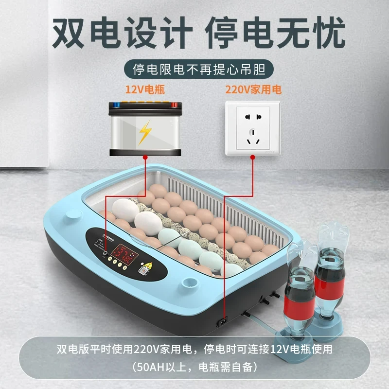 Водяная кровать для инкубации цыплят рутин курица маленькая фотография.