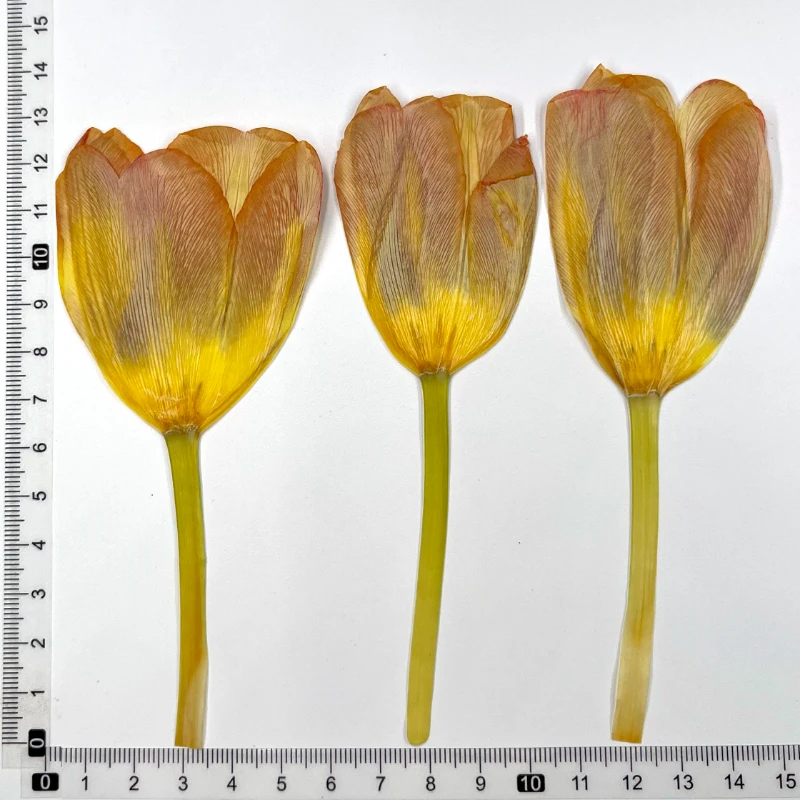 

Сухой прессованный тюльпан NYAConfetti 10-15 см