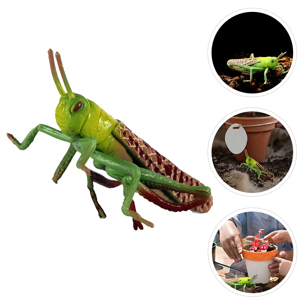 

Toys Toddlers Locust Animal Model Funny Grasshopper Decorations Cognitive Models Plastic Simulation Early Educational Plaything