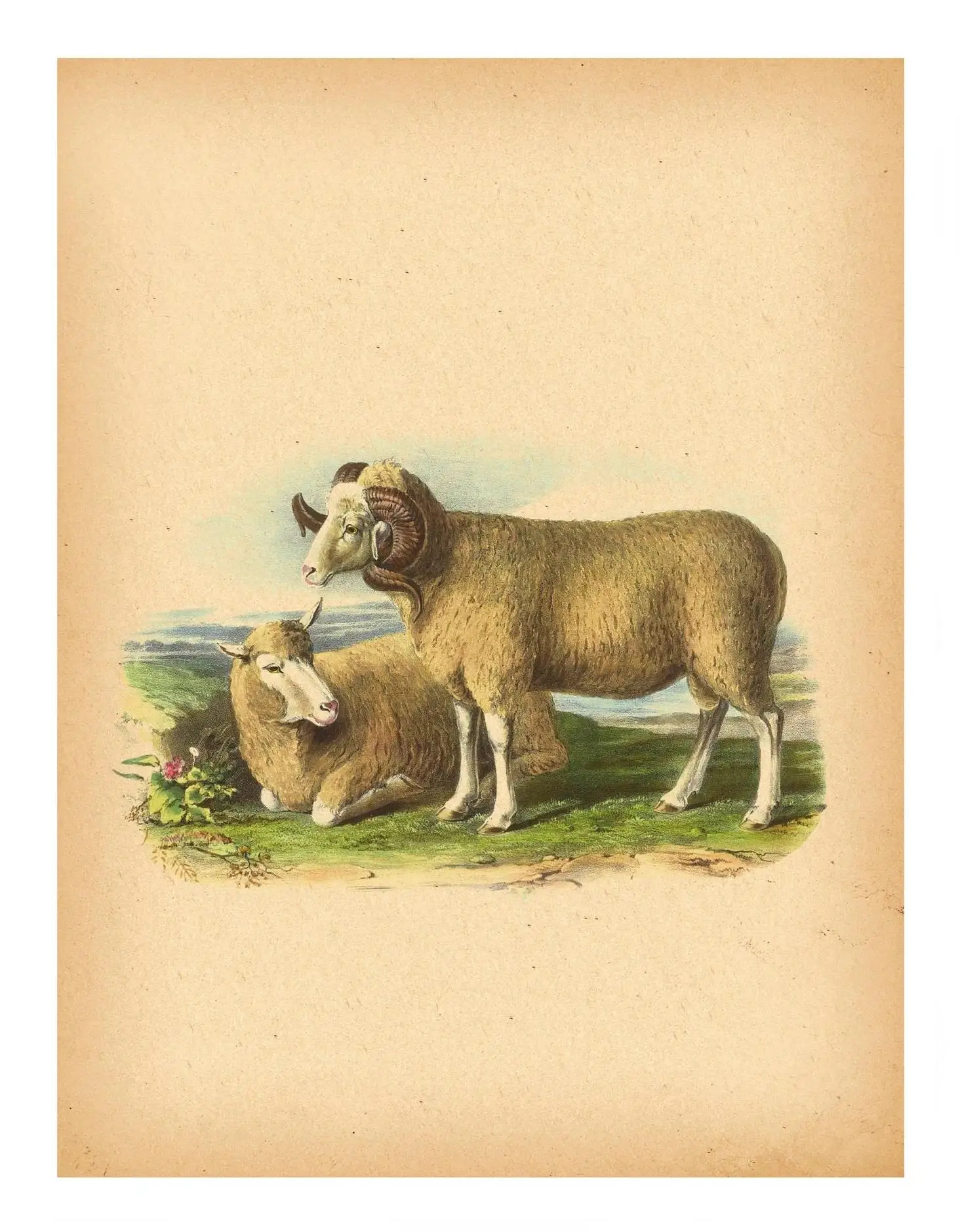 

Животные, лошадь, свинья, овца, корова, постер и принт, холст, картина для гостиной, современный домашний декор, минималистичный винтажный винтажный прованс, ферма