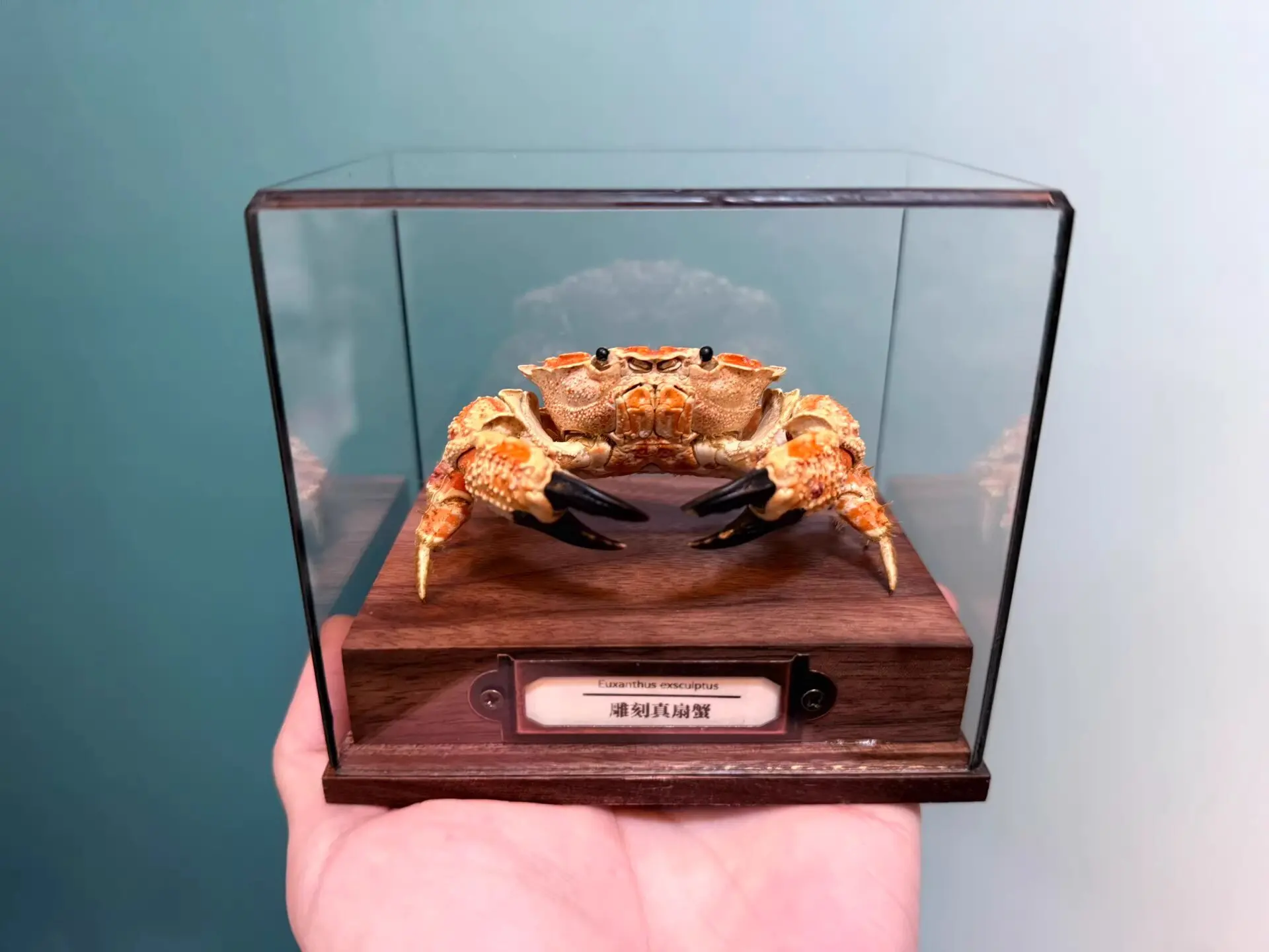 

Коллекционная статуэтка краба Lophozozymus Incisus