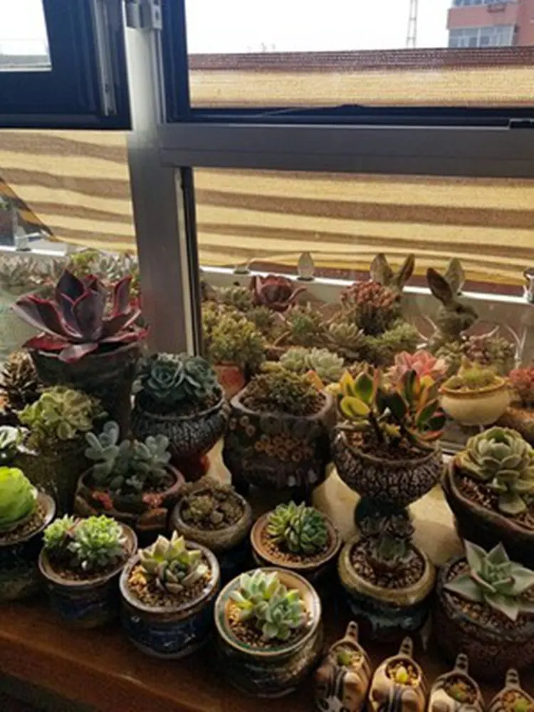 150 г/м2 затенение анти-УФ новый HDPE солнцезащитный экран садовые суккулентные