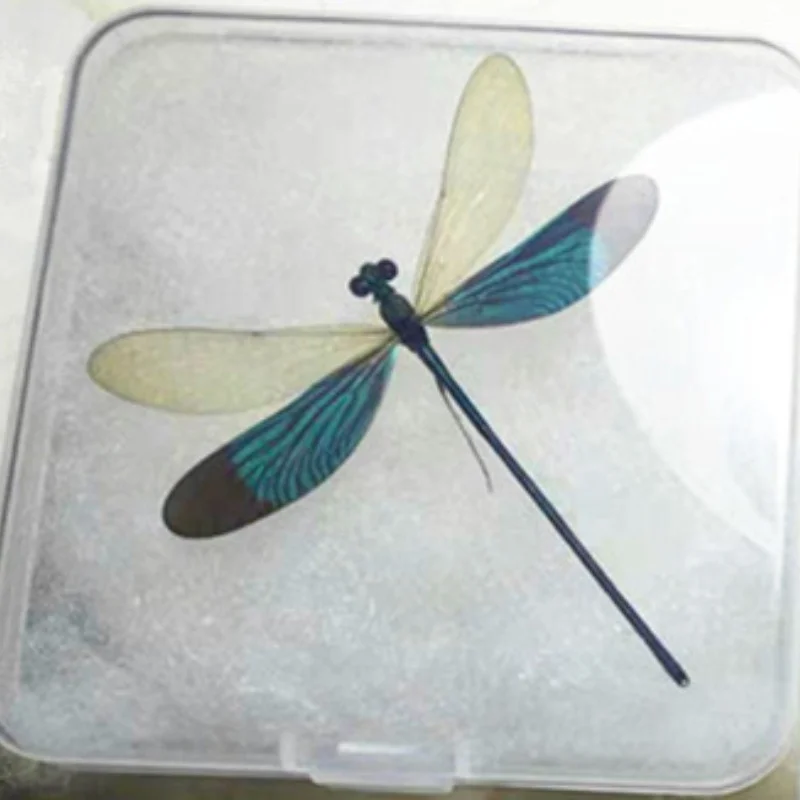 

Insect dragonfly specimen has spread its wings transparent boxed birthday gift student gift photography and popular science