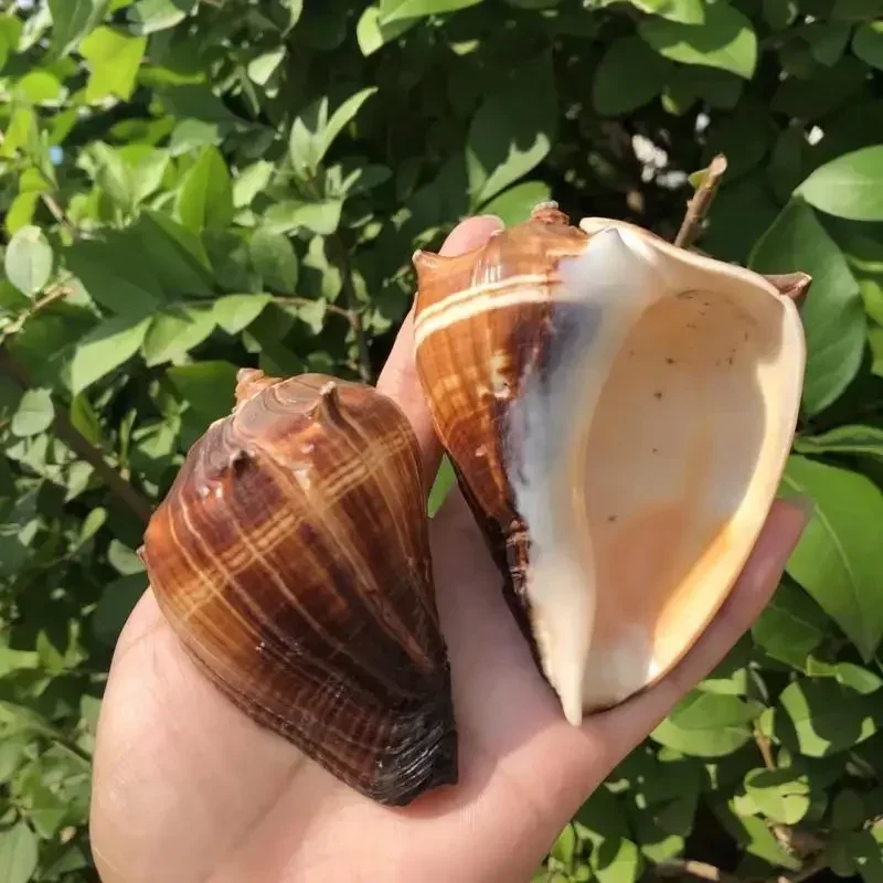 Зебра Улитка натуральная раковина Оболочка Краб Hermit сменная оболочка аквариум