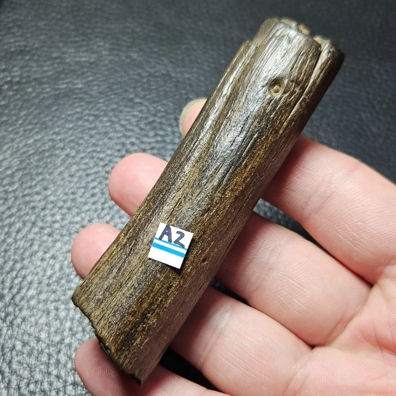 

Образцы минералов из древесины пустыни Гоби Pinhan для декора