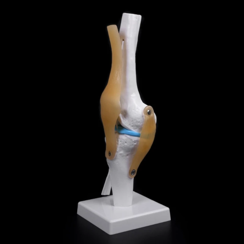 

Human Anatomical Knee Joint Flexible Skeleton Model Medical Learning Aid Anatomy