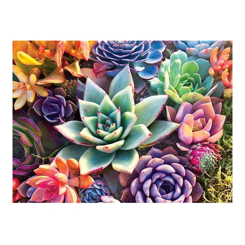 

Краска по номерам на холсте для взрослых, без рамки, «сделай сам», суккуленты, растения, масляная краска для украшения стен дома, 16x20 дюймов