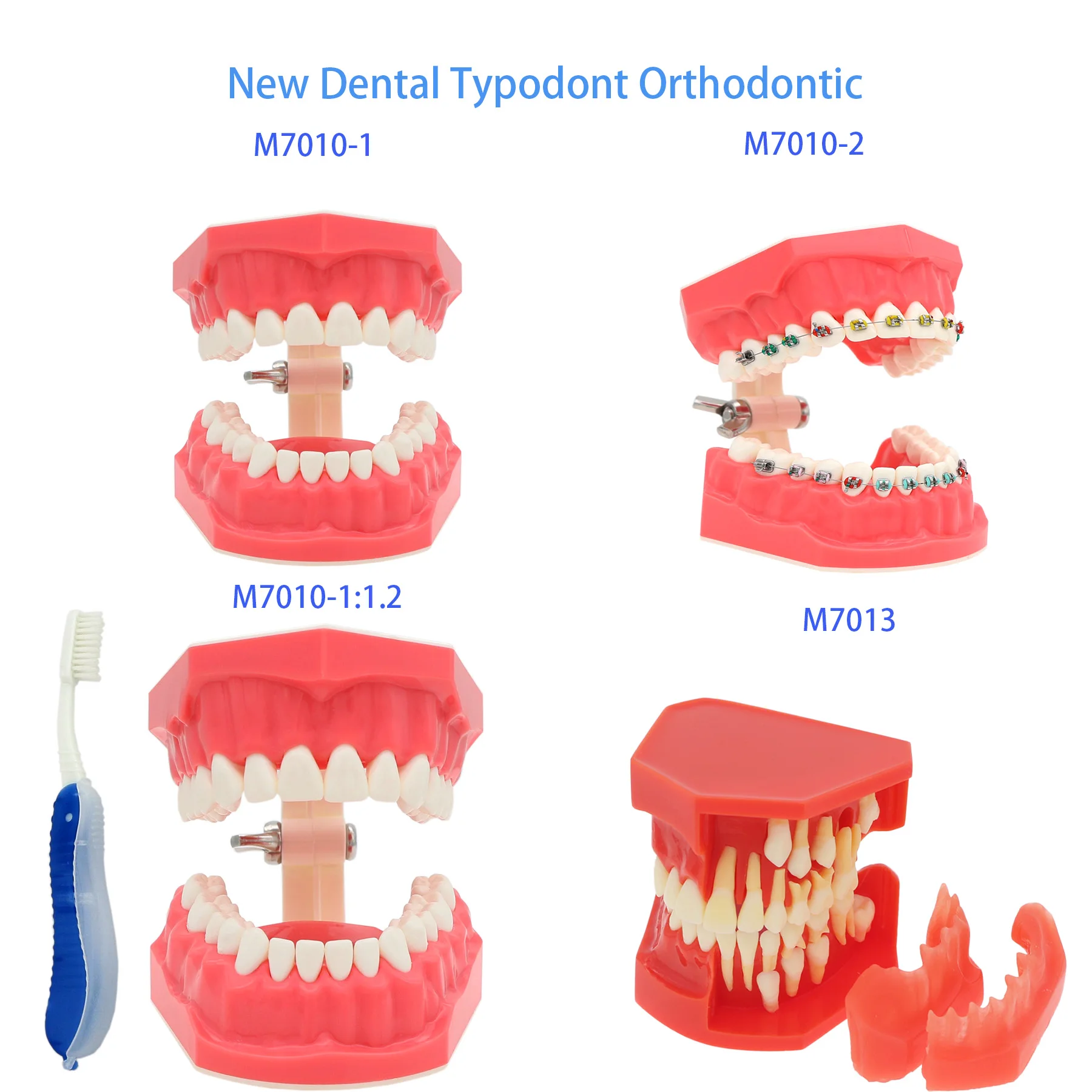 Multiple Types Dental Teeth Model Teaching Models Typodont Orthodontic Model For Studying Dentistry Products Demo images - 6