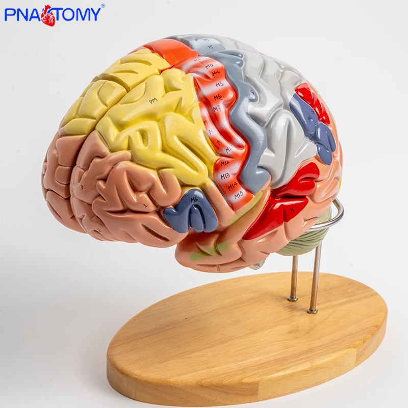 Мозговое мозговое основание 4 части разборная Анатомия мозга развивающие
