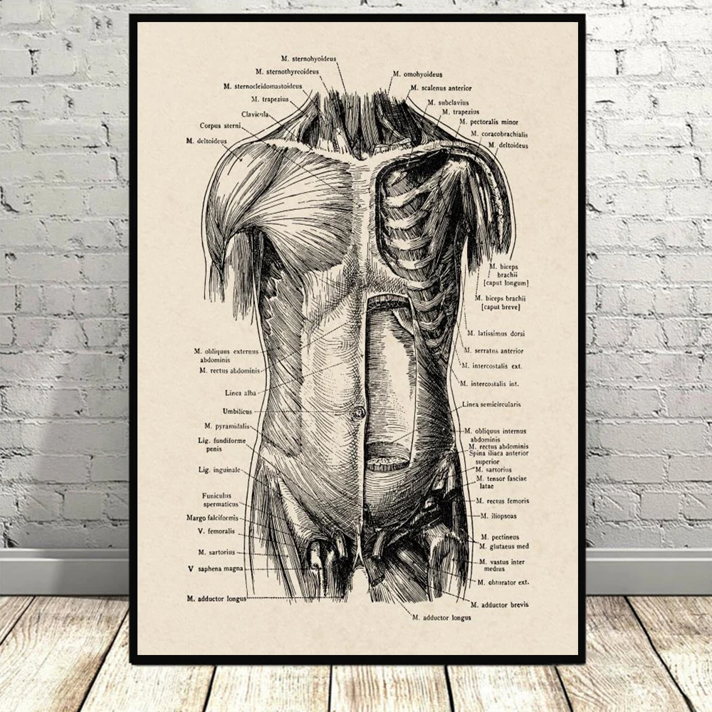 

Винтажная человеческая скелетная рамка, органы, медицинские постеры, анатомия, мышцы, скелет, принты, фотографии, настенная живопись на холсте, домашний декор