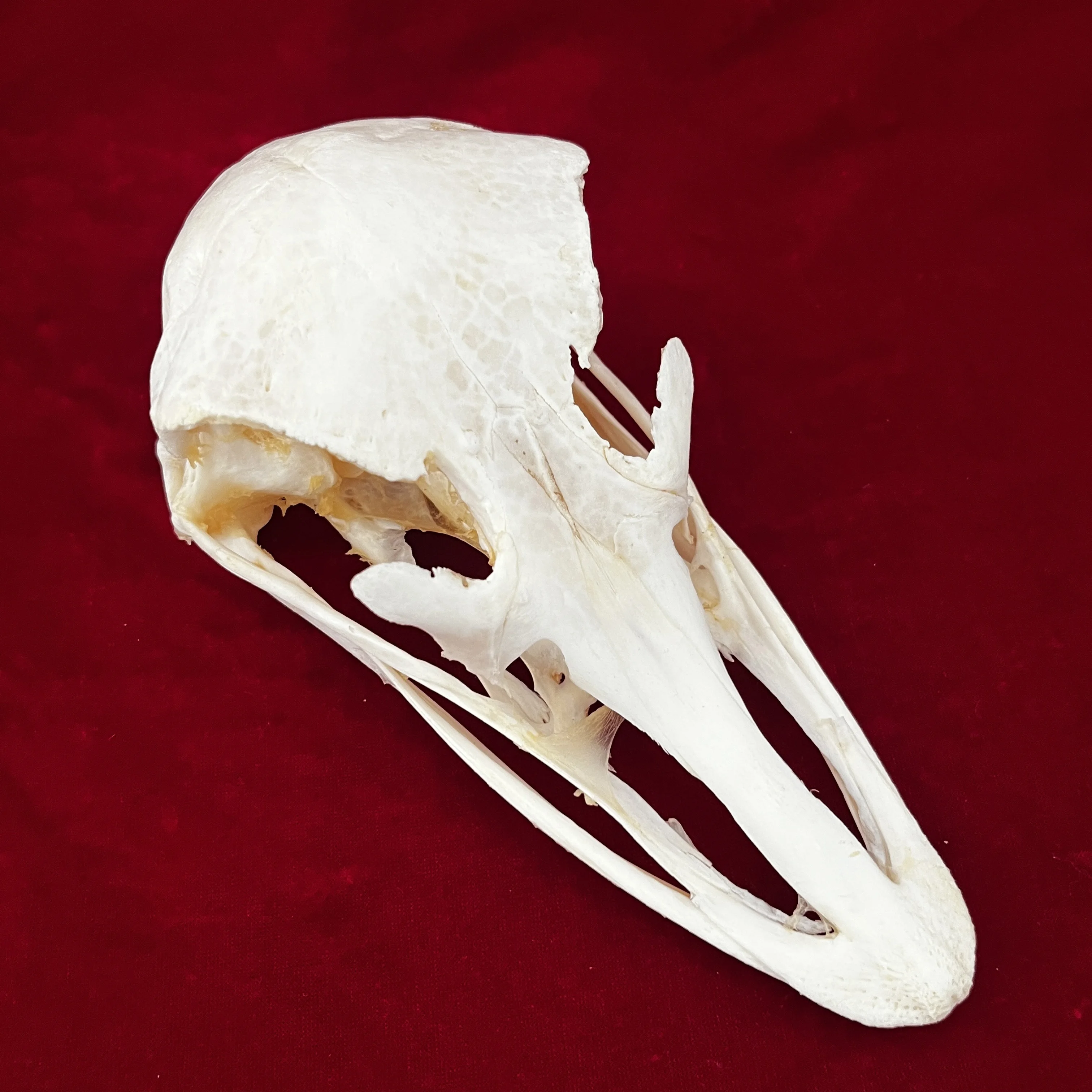 

Реалистичный страусиный череп Taxidermy 1 шт., кости животных для рукоделия, украшение черепа для дома, коллекционные образцы для учебы, специаль...