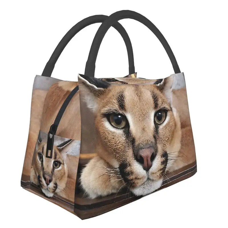 

Kawaii Caracal Cat Meme Insulated Lunch Bag for Women Leakproof Big Floppa Cooler Thermal Lunch Tote Beach Camping Travel