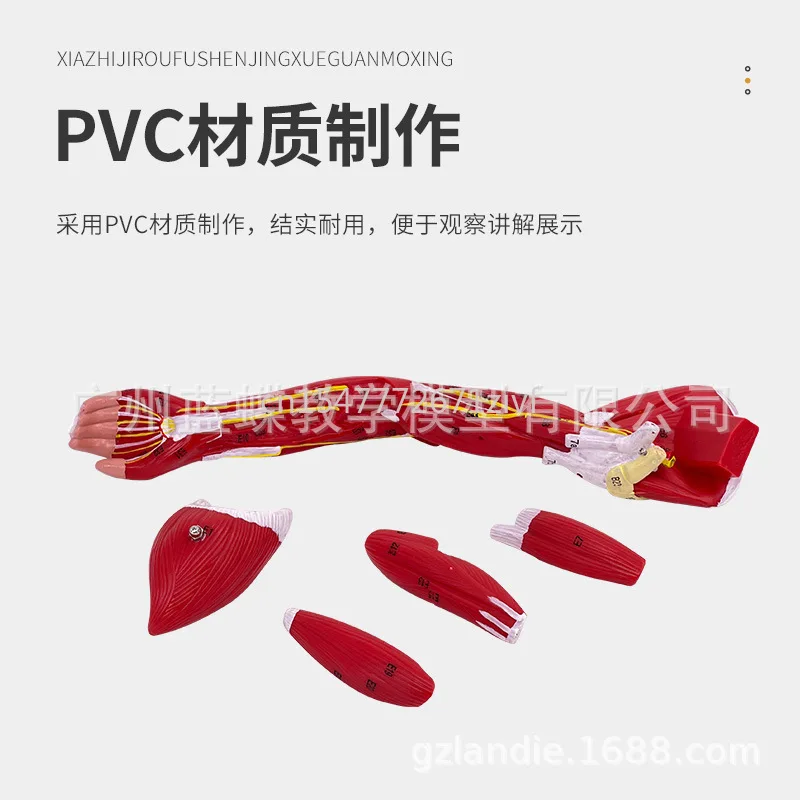 Маленькая Анатомия мышц верхней конечности нижней мышцы ног прикрепленные