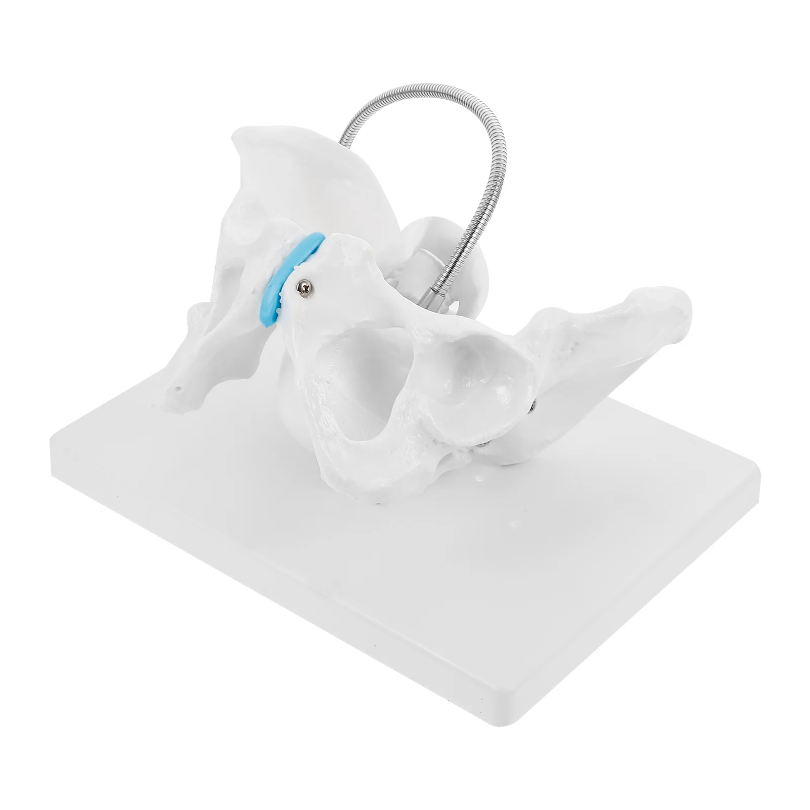 

Clinic Model Pelvis Baby Head Model Midwifery Training Model for Clinic