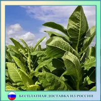 Табак "вирджиния", в упаковка триста семян, хорошая культура для курильщиков