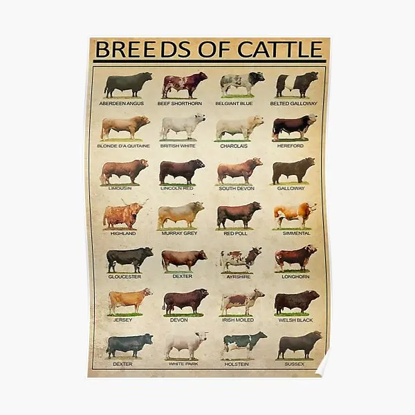 

Breeds Of Beef Cattle Poster Mural Room Art Vintage Wall Home Picture Painting Print Decor Modern Funny Decoration No Frame