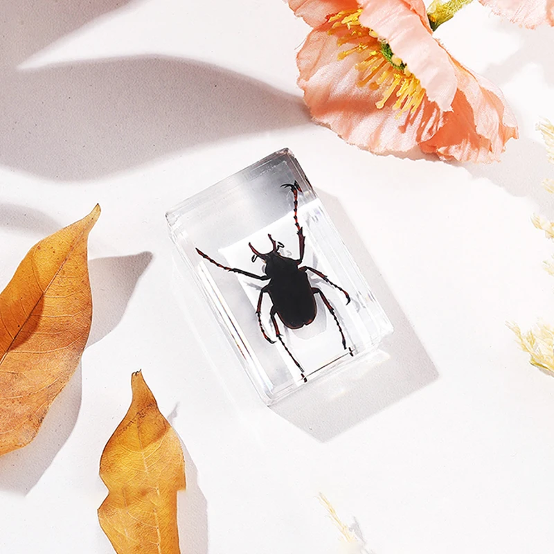 Натуральные образцы насекомых смоляной скарабей украшение для дома фигурка