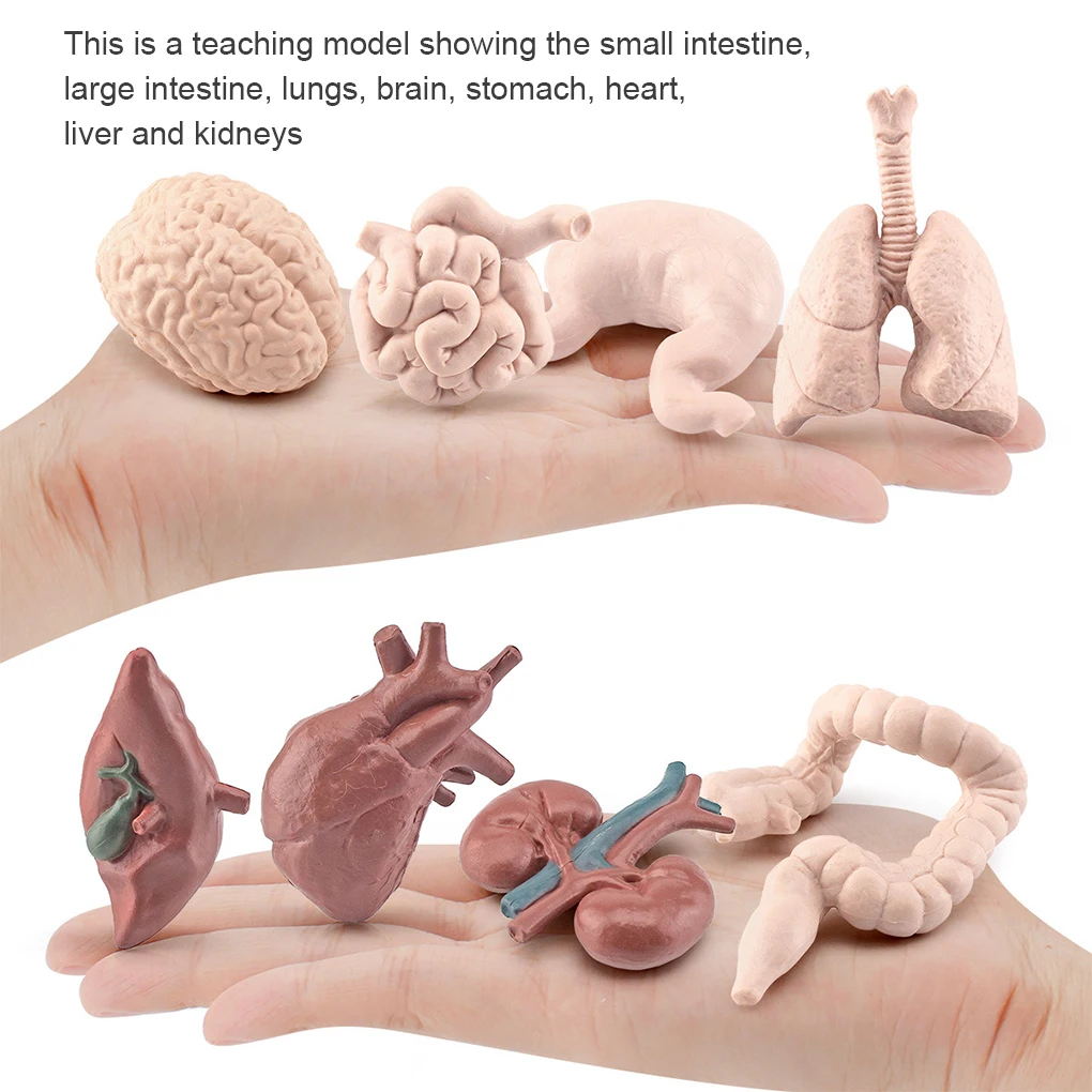 

Child Plastic Human Organ Model Educational Organs Science Toy Early Learning Plaything Daycare School Decoration