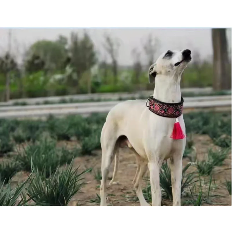 Width 5cm Ethnic Wind Sheepskin Italian Greyhound Collar Suitable for Small and Medium Dog Whippet Collar