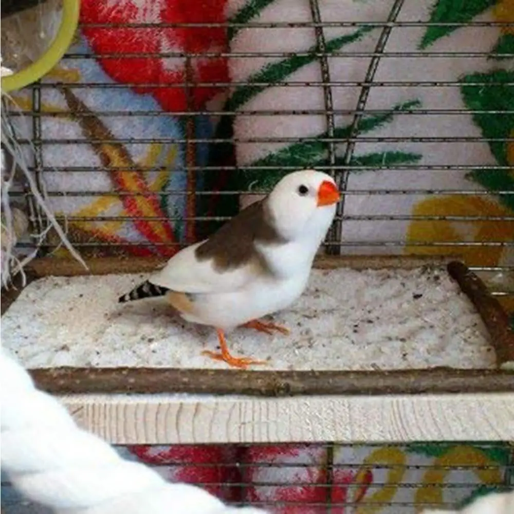 

Pet Bird Parrot Wooden Standing Platform Place Perch Board Cage Hanging Molar Chew Toy Log Color Bird Entertainment Adds Fun