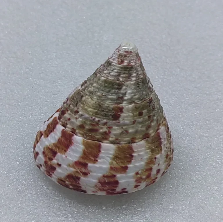 Натуральная сказочная раковина императора апельсиновая башня улитка Морская