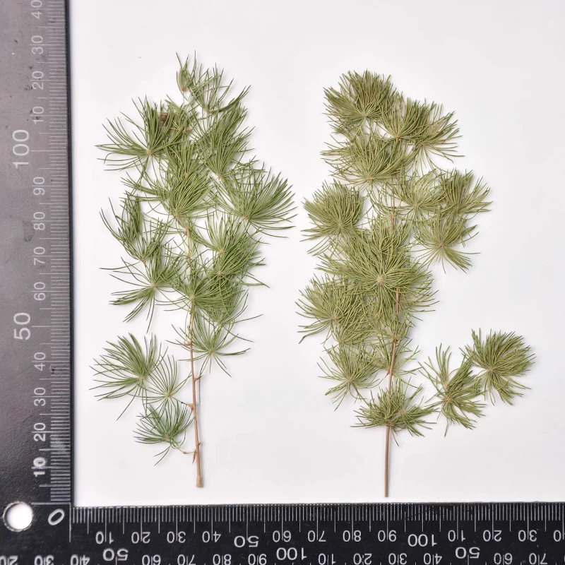 

Натуральные сухие листья и сосновые иглы NYAConfetti 12 шт.