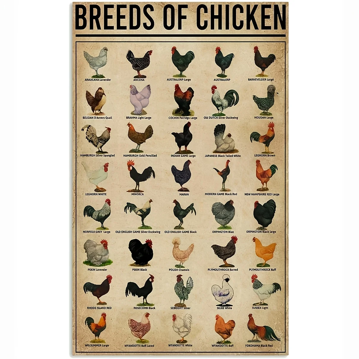

Eeypy Breeds Of Chickens Poster Wall Art Home Decor Vintage Metal Tin Signs Coffee Shop Plate Iron Painting Warn Retro Novelty