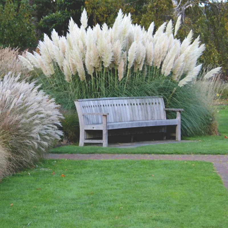 

Садовый декор, большая пушистая натуральная пампасная трава, свадебный декоративный цветок, большой сушеный пампасный арочный цветок, украшение для композиции