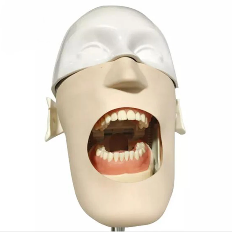 

CE Approved Simulation Dental Manikins Phantom Head Models for Dental Education