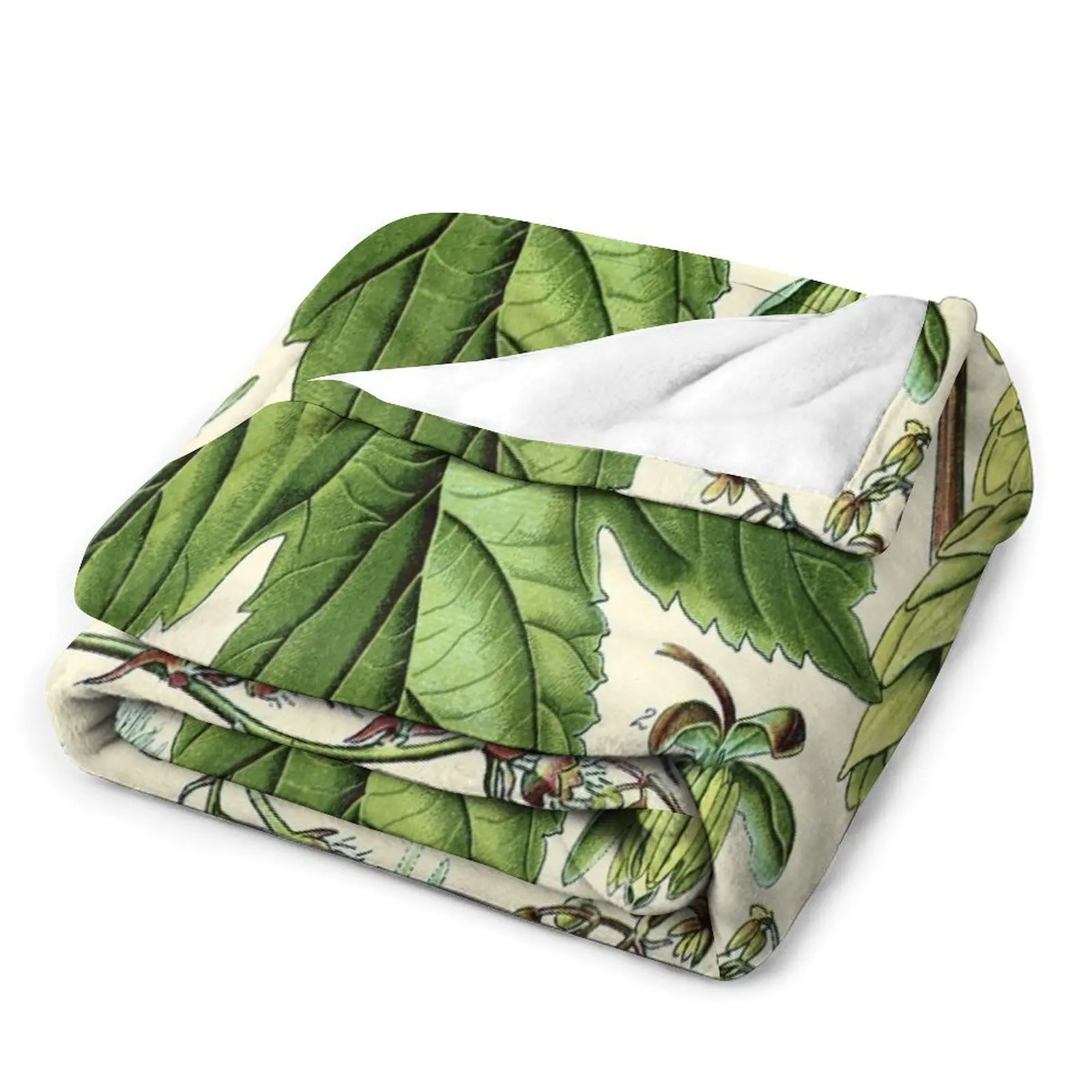 Humulus lupulus (обычный хоп или хмель)-винтажное растительное иллюстрационное