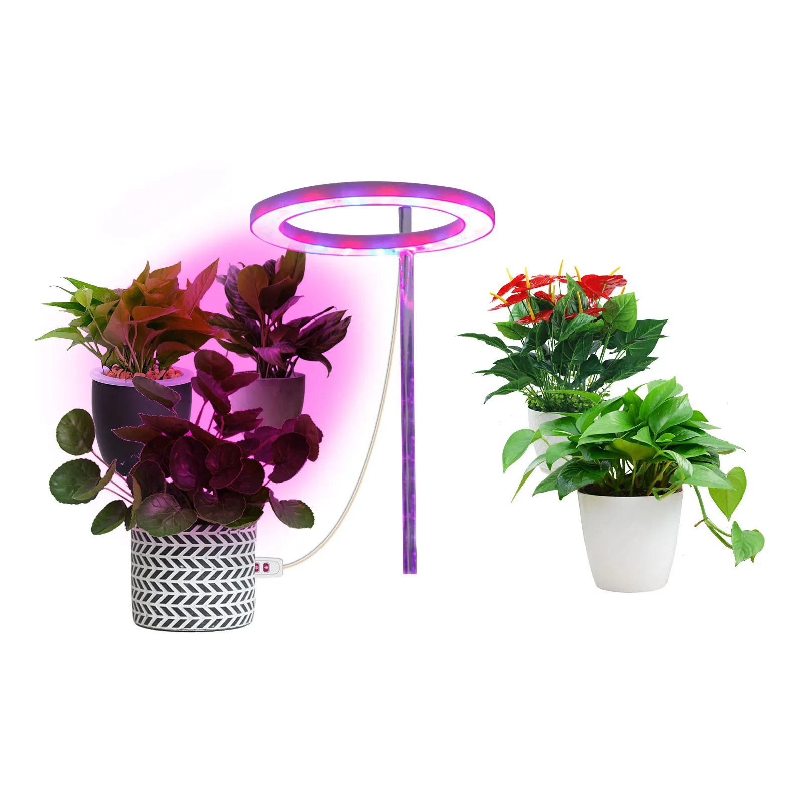 

Circle Plant Lamp LED Succulents Grow Light Plant Growing Lamp With 24H Cycle Auto Timing Switch Desk Plant Light For Succulent