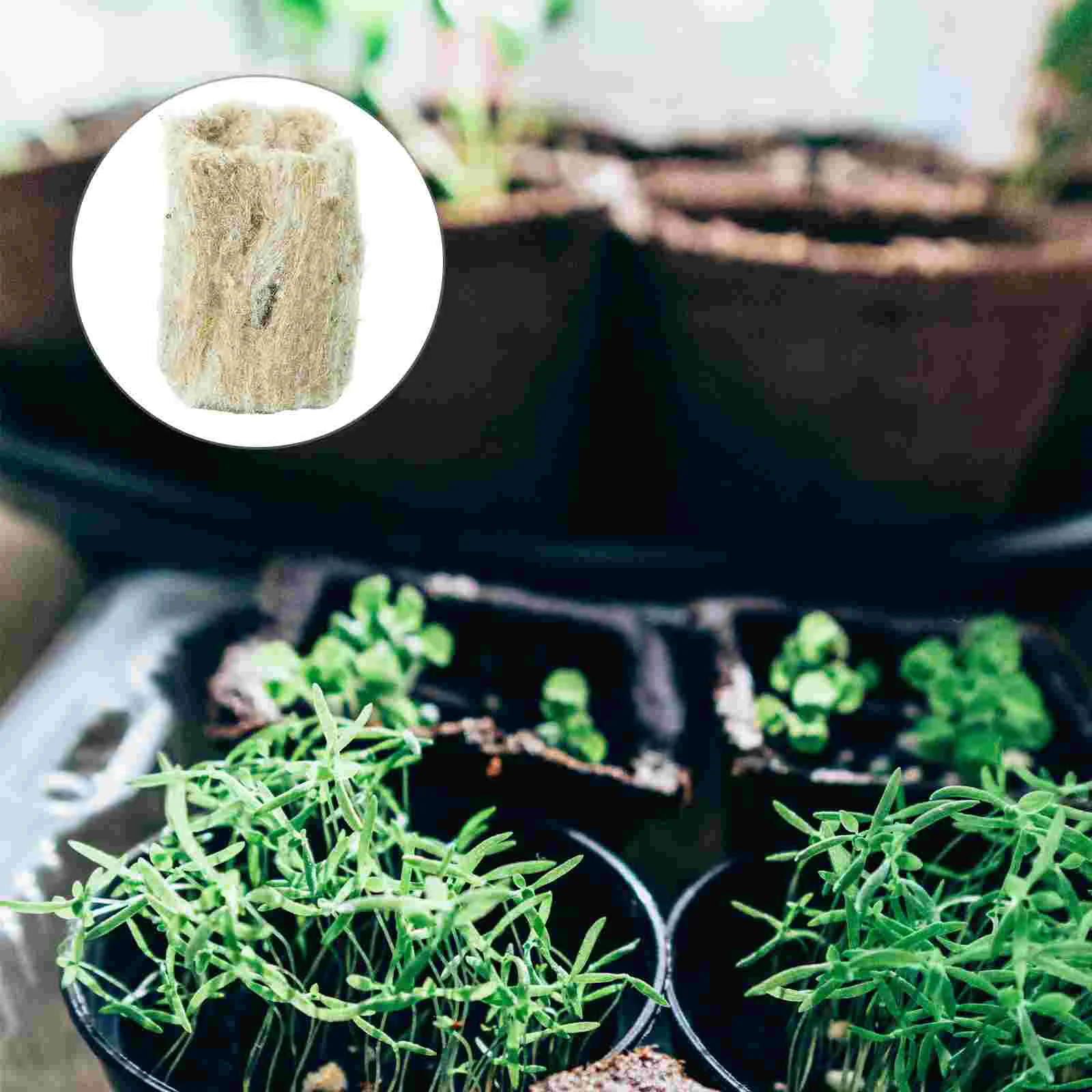 

Plug Plugs Cubes Starter Grow Planting Hydroponic Growing Garden Plantmedia Forgardening Sponge Medium Blocks Soilless