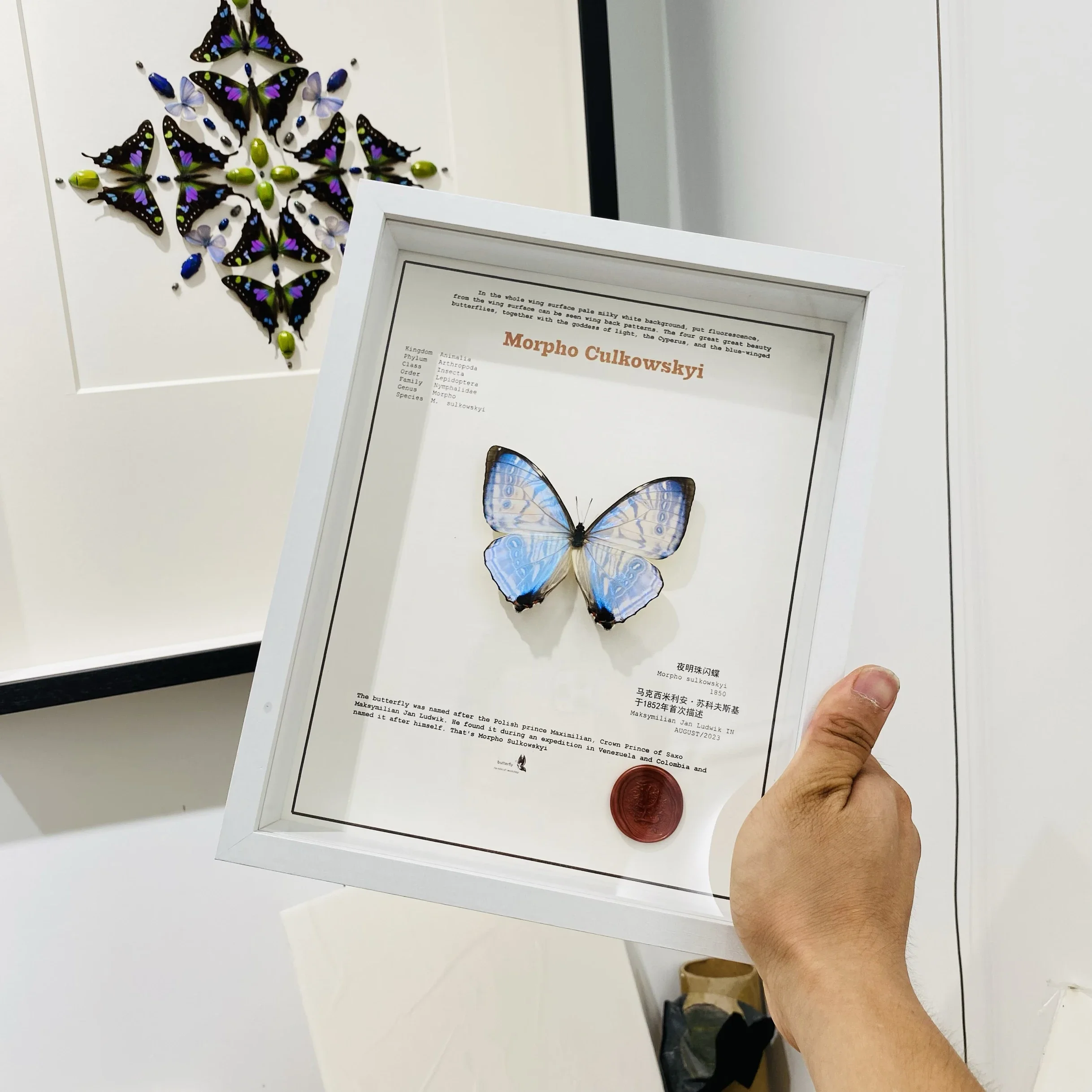 Настоящие образцы бабочек Morpho Culkowskyi Occidentalis Moroho Didius
