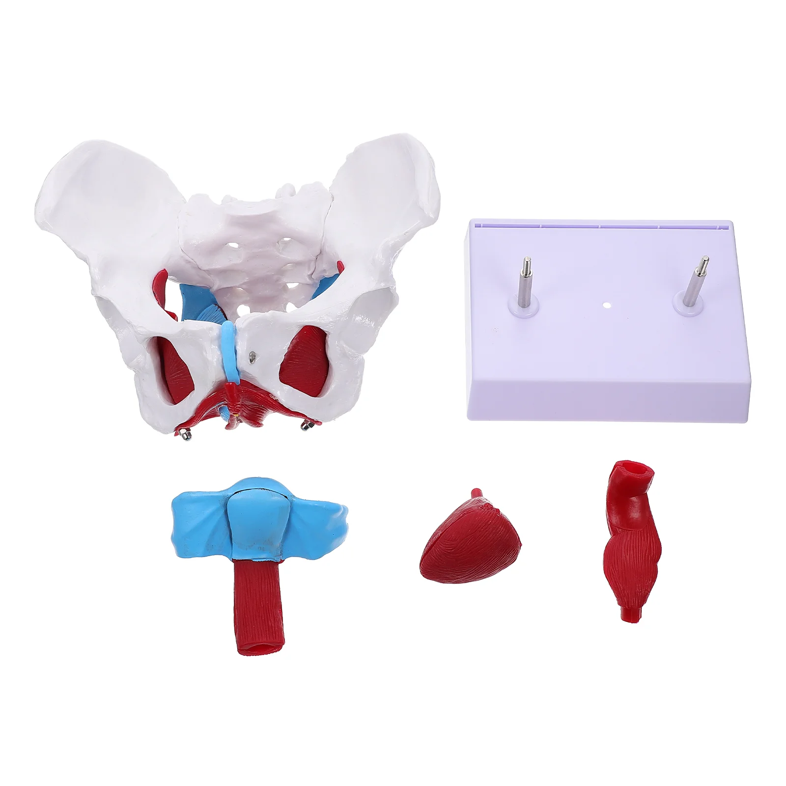 

Model Pelvic Pelvis Bone Anatomy Female Training Scientific Hip Teaching Structure Learning Plastic Aids Reproductive Anatomical