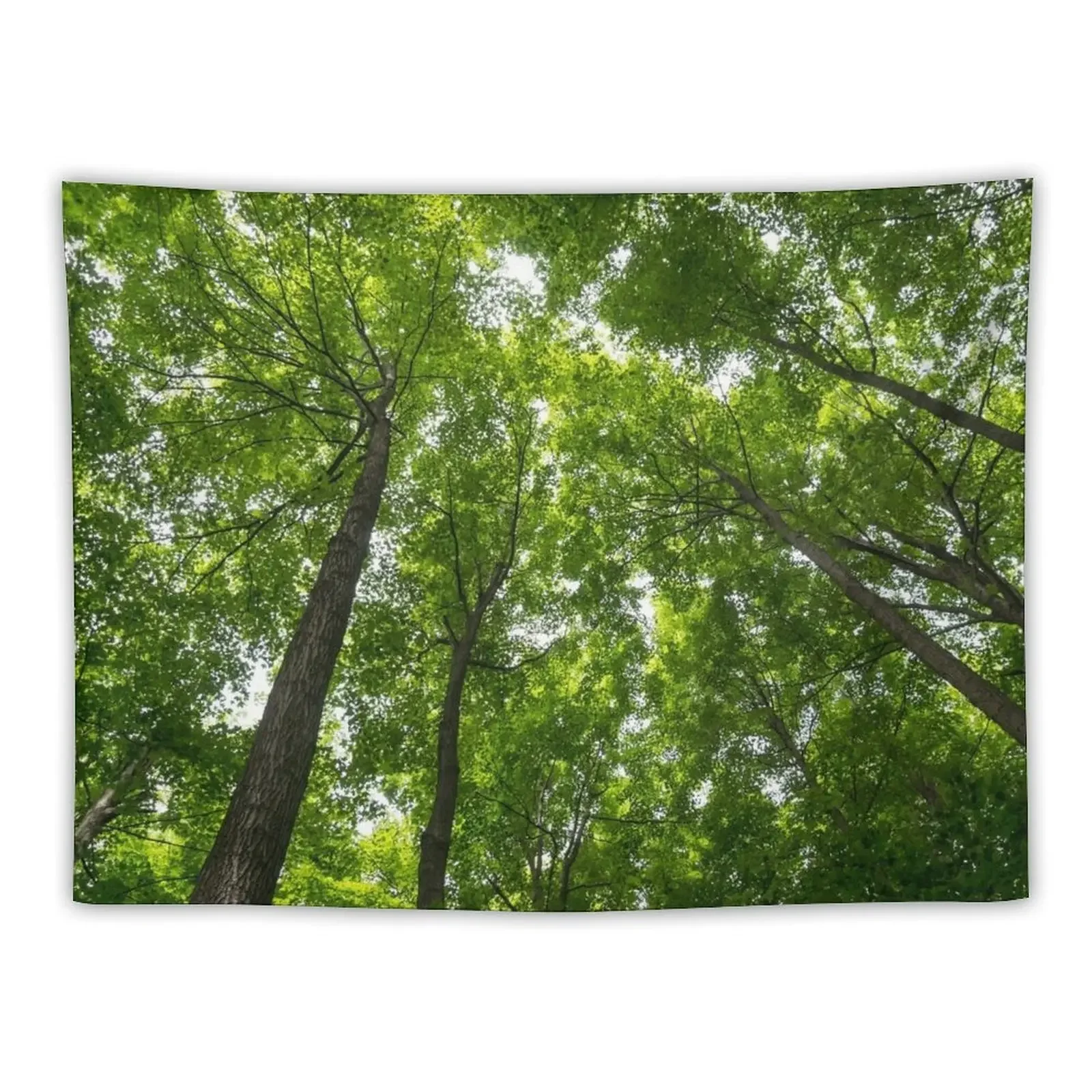 Натуральные светильники-биофильный потолок в лесу фотообои для украшения