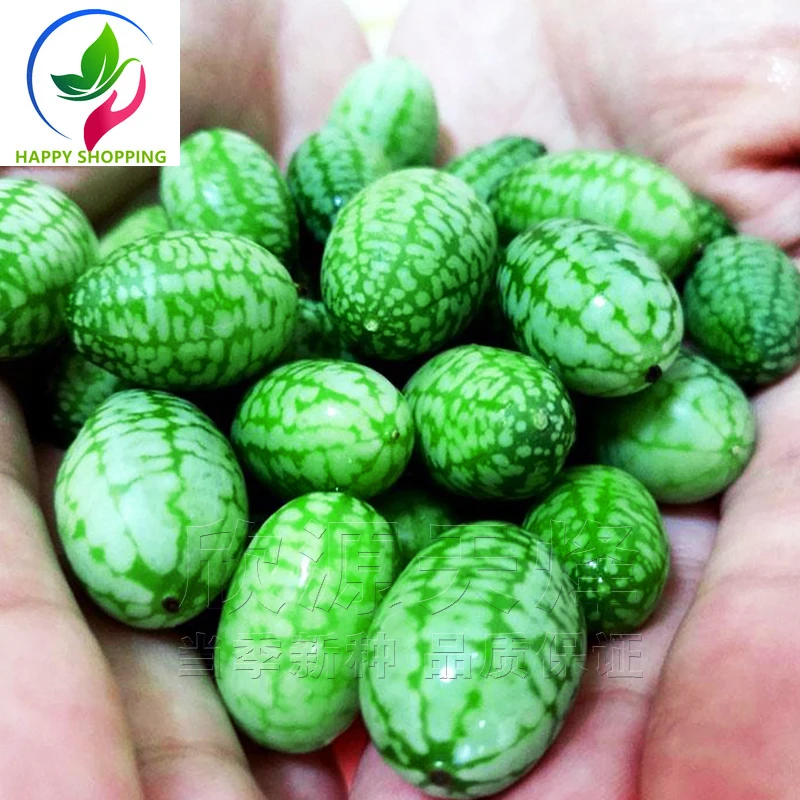 

Thumb Watermelon Seedlings, Salad Watermelon, Potted Plants, Fruit and Vegetable Seedlings