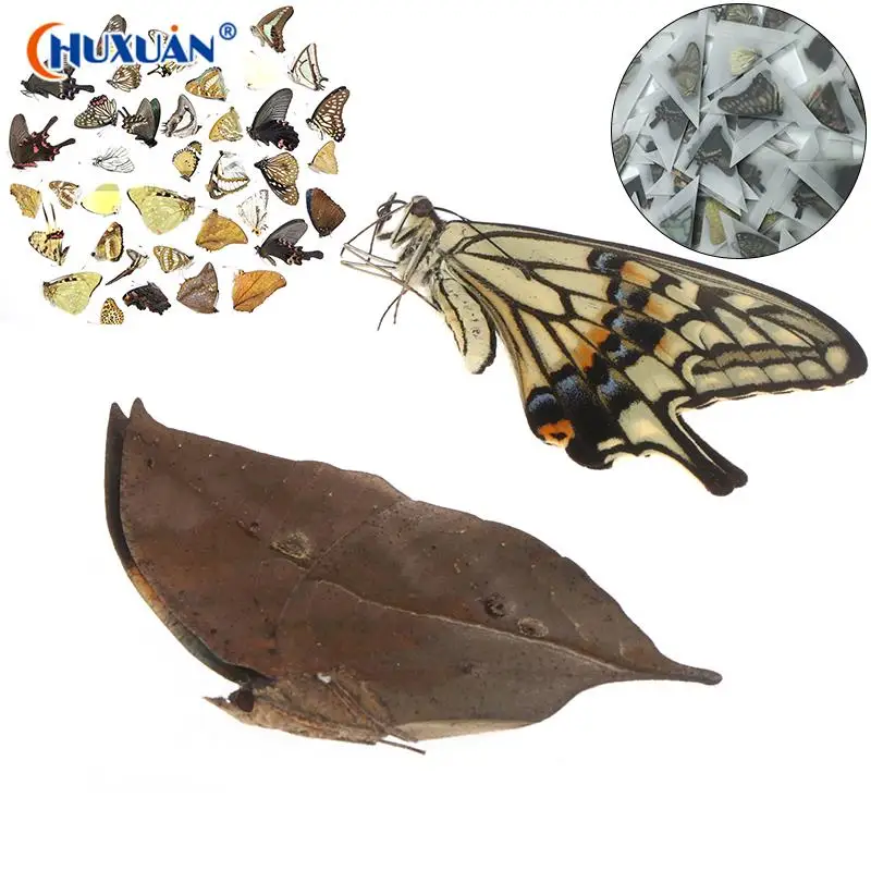 

5Pcs Real Butterfly Specimens Without Spreading Wings DIY Practice Making Materials Protobutterfly Insects Photography Props