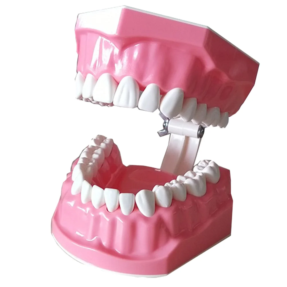 

1 Pc Model Sturdy Model Brushing Teaching Model Teaching Models for Home