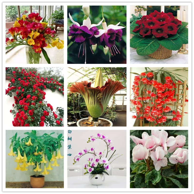 

Далия пион Лилия пустыня роза цветы в горшке бонсай тюльпан кактус пустынная Роза Орхидея Мята на все сезоны цветочный аромат