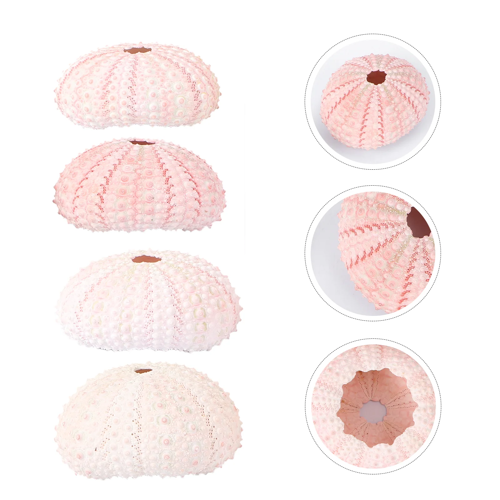 8 шт. контейнер для ананасов сделай сам | Ракушки и морские звезды