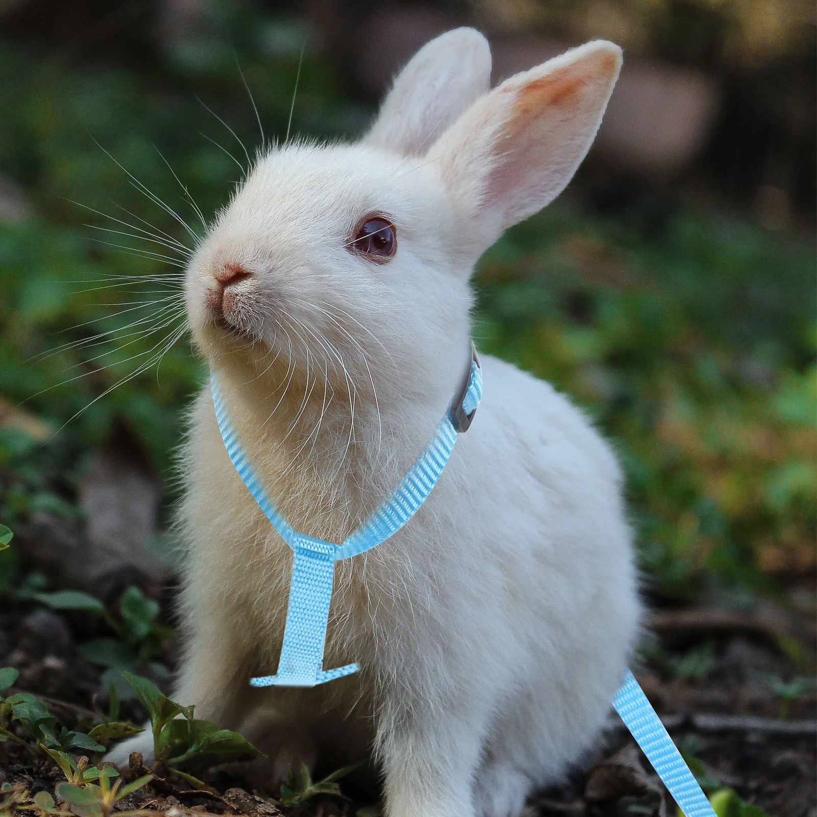 

Rabbit Harness Cat Leash Guinea Cats Rabbits Puppy Accessories Small Dogs Kitten