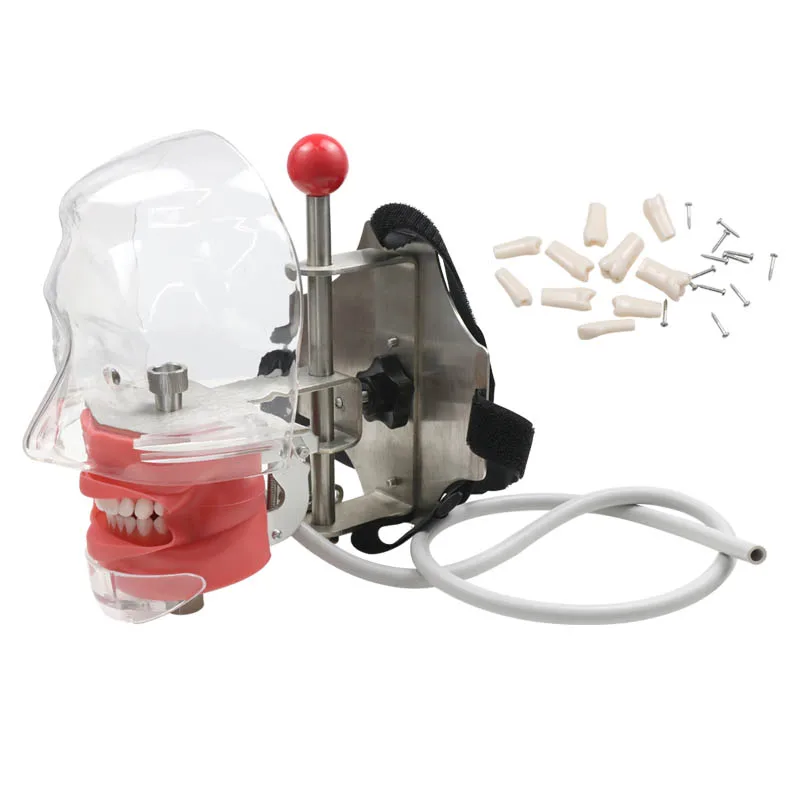 

Dental Simulator Phantom Manikin Simple Head Model Dental Model Dental Instrument