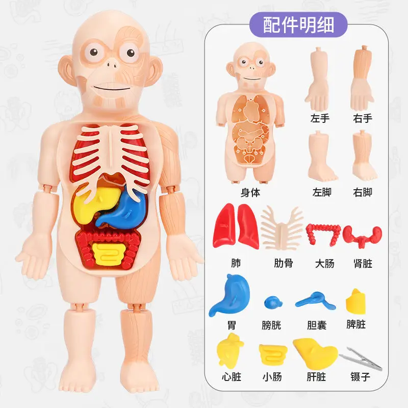 

1Set Interactive ABS 3D Anatomy Game Puzzle with Anatomy Organ Blocks Toy Stacking Block Jigsaw Set Educational Supplies